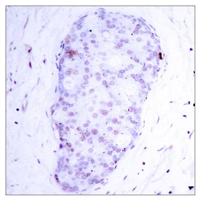 Phospho-NFkB p105 (Ser907) Antibody in Immunohistochemistry (Paraffin) (IHC (P))