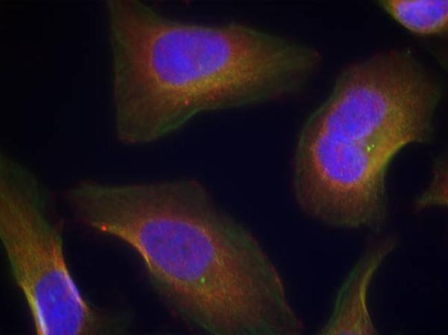 Phospho-PKC theta (Ser676) Antibody in Immunocytochemistry (ICC/IF)