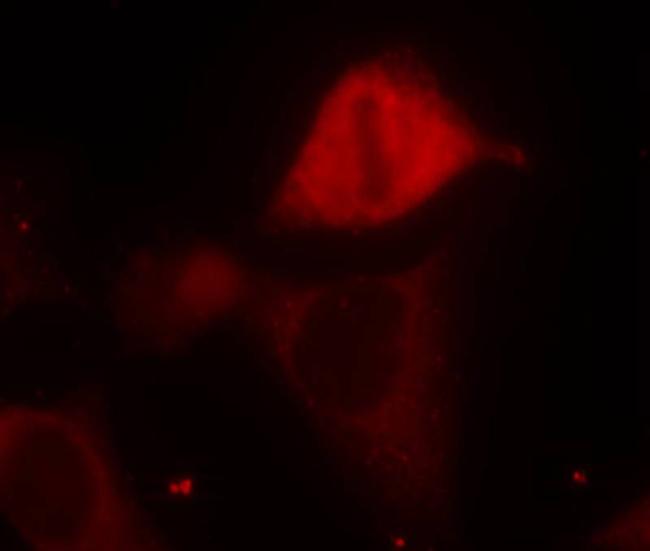 Phospho-MEK3 (Ser189) Antibody in Immunocytochemistry (ICC/IF)