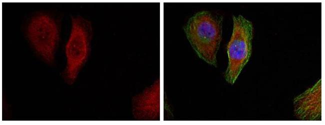 Phospho-ERK1/ERK2 (Thr202) Antibody in Immunocytochemistry (ICC/IF)