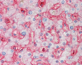 Stomatin Antibody in Immunohistochemistry (Paraffin) (IHC (P))