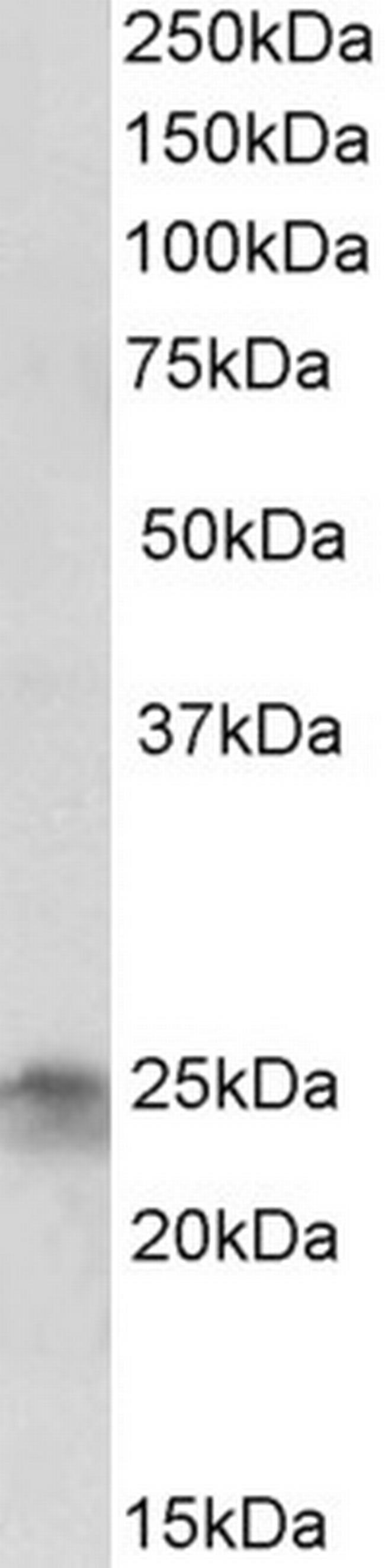 FGF8 Antibody in Western Blot (WB)