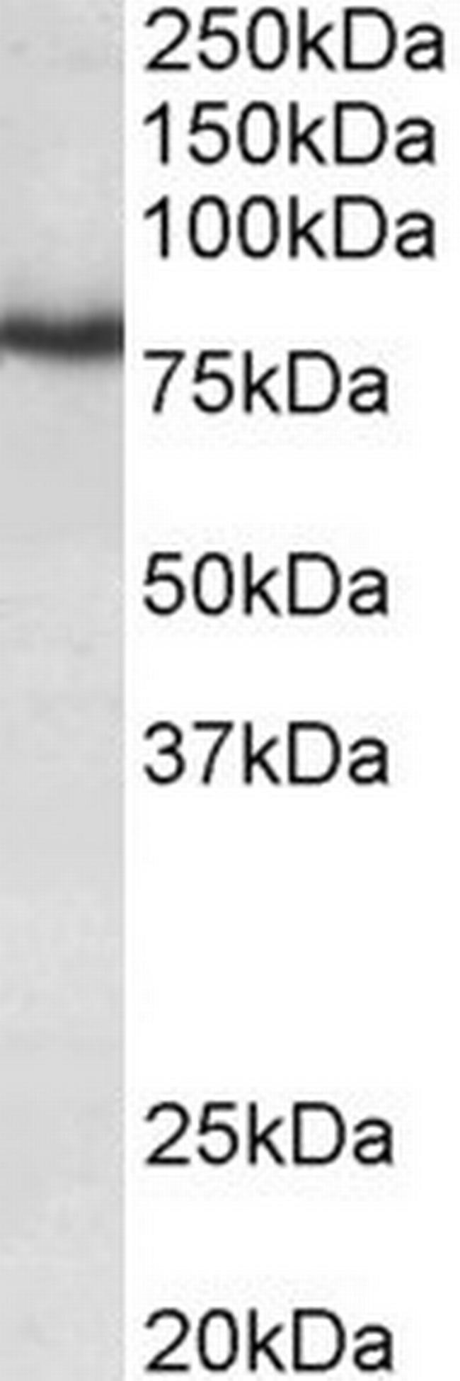 KV3.3 (KCNC3) Antibody in Western Blot (WB)