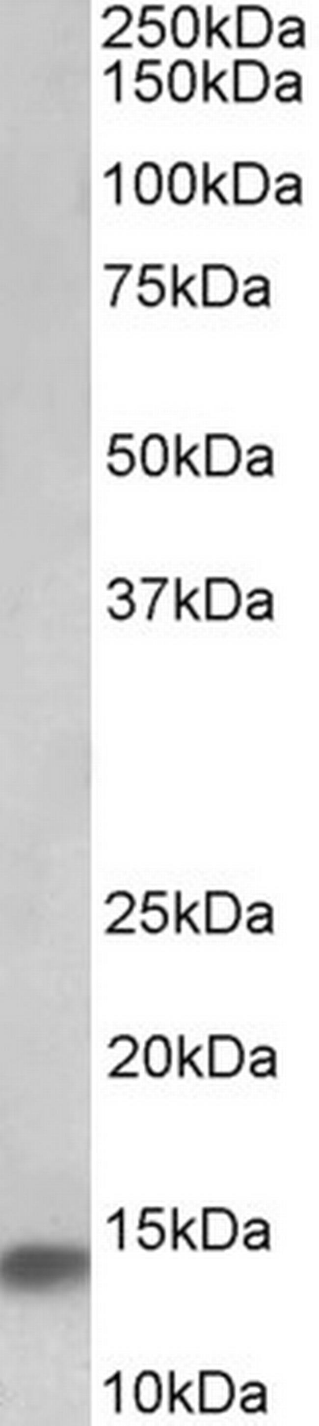 NDUFA7 Antibody in Western Blot (WB)