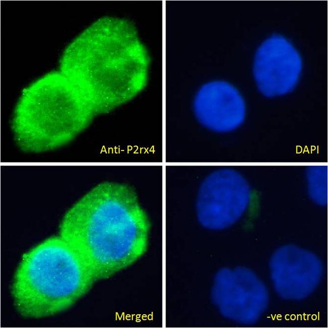 P2X4 Antibody in Immunocytochemistry (ICC/IF)