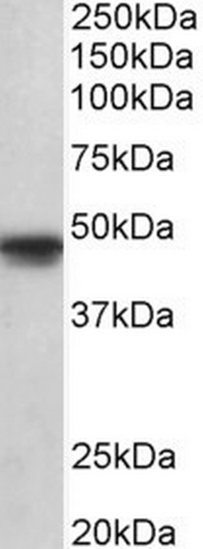 OCT6 Antibody in Western Blot (WB)