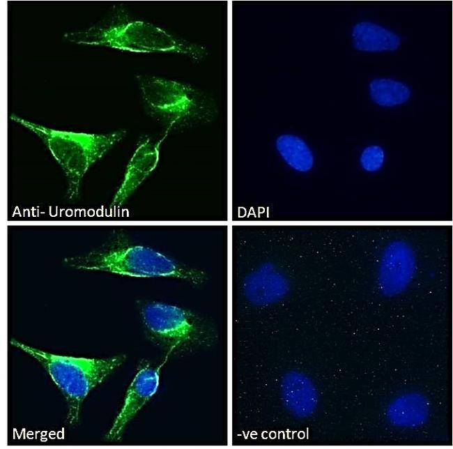 Uromodulin Antibody in Immunocytochemistry (ICC/IF)