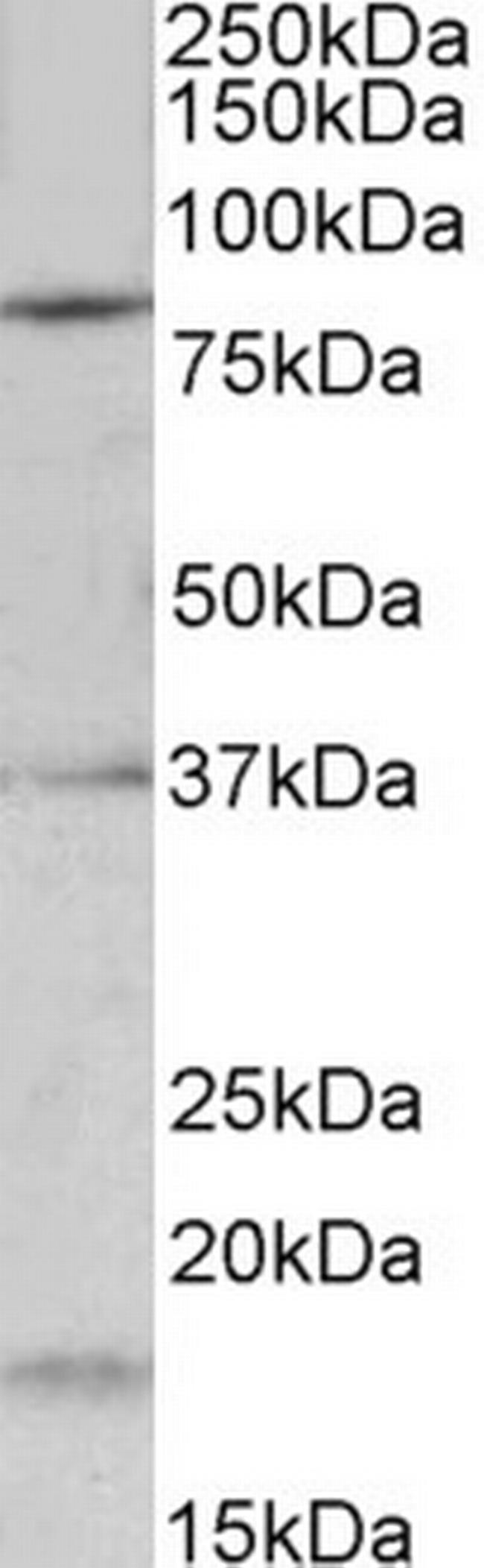 KV3.3 (KCNC3) Antibody in Western Blot (WB)