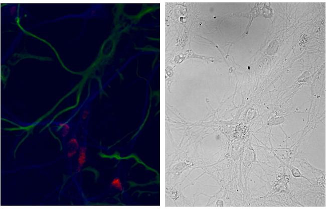 NSG1 Antibody in Immunocytochemistry (ICC/IF)