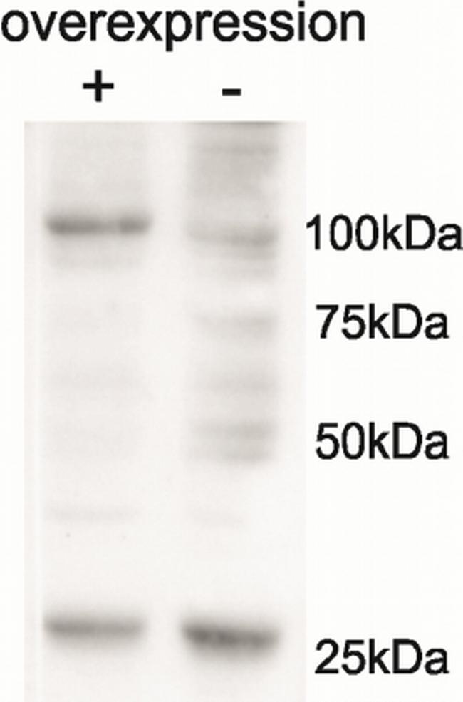 AARS2 Antibody in Western Blot (WB)