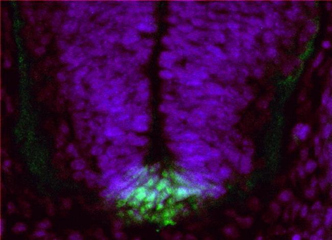 FERD3L Antibody in Immunohistochemistry (PFA fixed) (IHC (PFA))