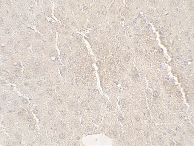 betatrophin Antibody in Immunohistochemistry (Paraffin) (IHC (P))