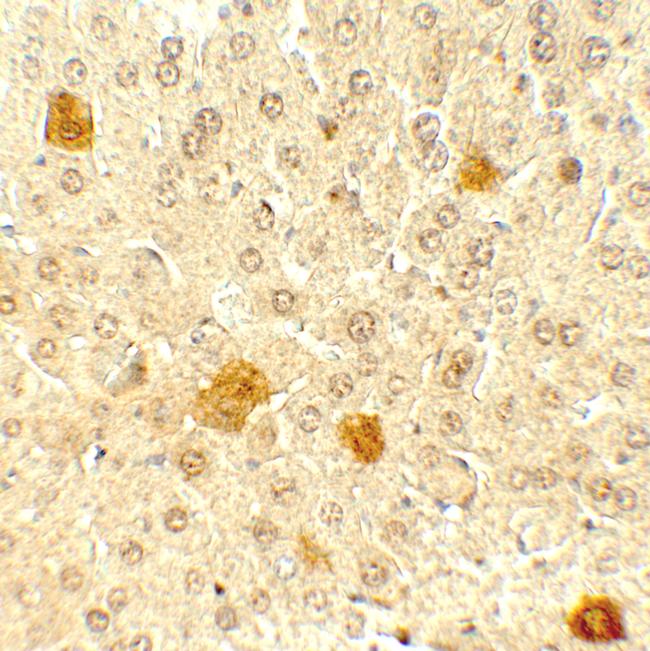 PDCL3 Antibody in Immunohistochemistry (Paraffin) (IHC (P))