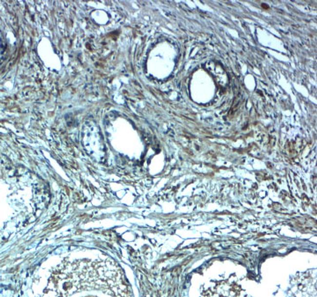 LRRC26 Antibody in Immunohistochemistry (IHC)