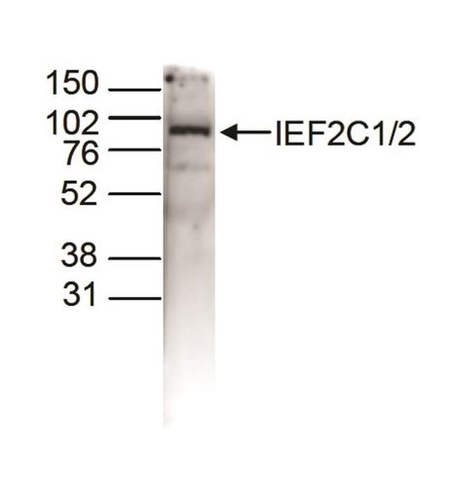 AGO1/AGO2 Antibody in Western Blot (WB)