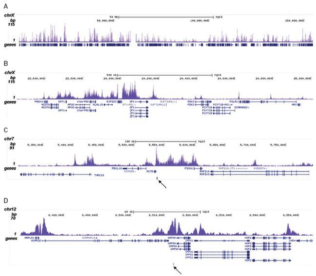 H2AK5ac Antibody in ChIP-Sequencing (ChIP-seq)