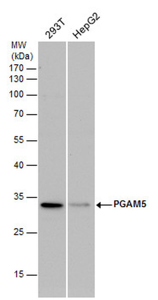 PGAM5 Antibody in Western Blot (WB)