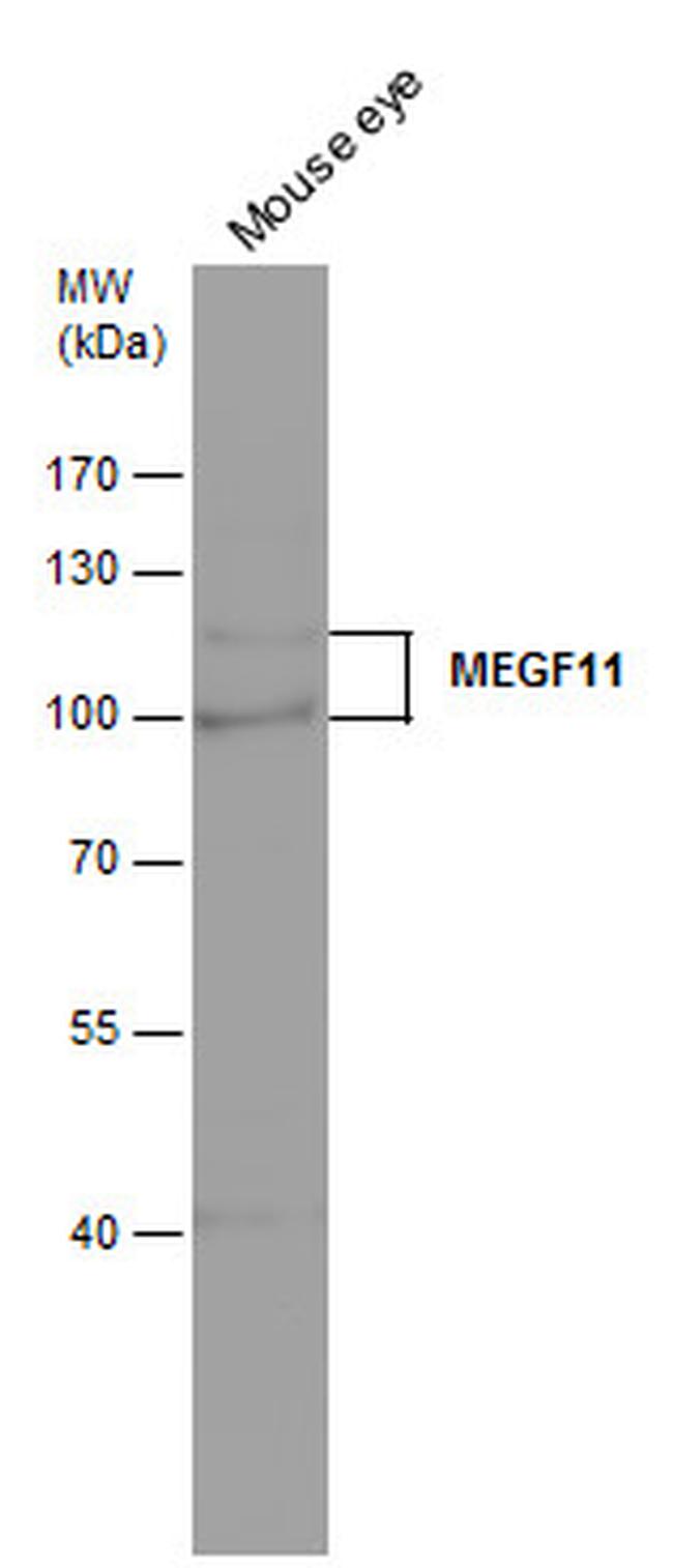 MEGF11 Antibody in Western Blot (WB)