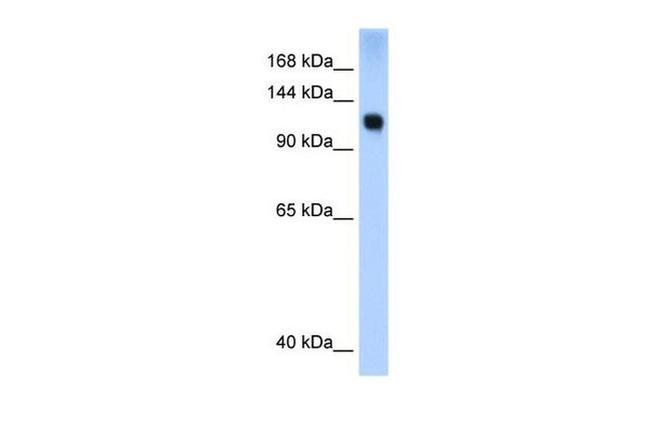 SMARCA5 Antibody in Western Blot (WB)