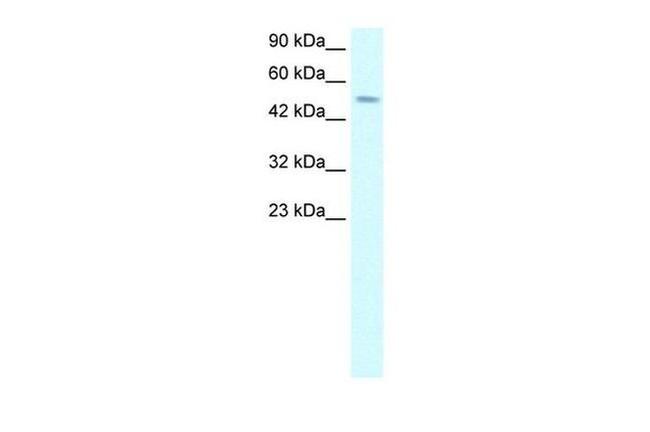 TFAP2D Antibody in Western Blot (WB)