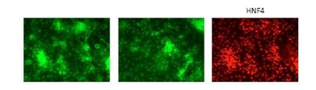 GATA6 Antibody in Immunocytochemistry (ICC/IF)