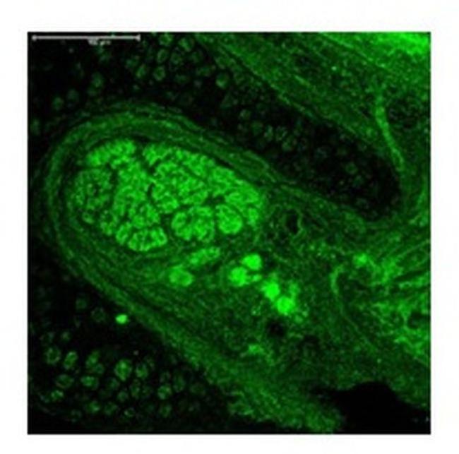 Neurogenin 1 Antibody in Immunohistochemistry (IHC)