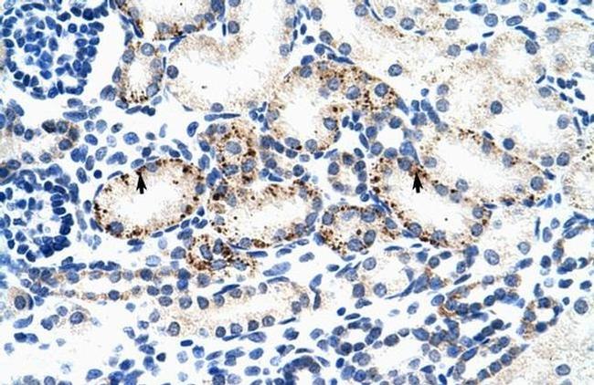 BMP-7 Antibody in Immunohistochemistry (IHC)