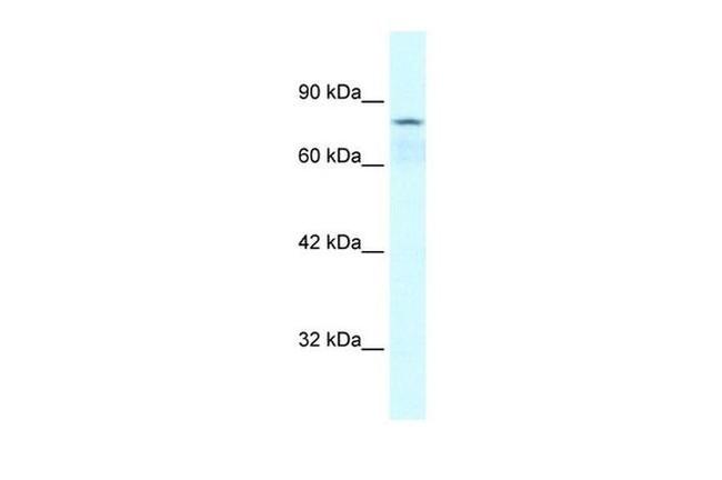 COLEC12 Antibody in Western Blot (WB)