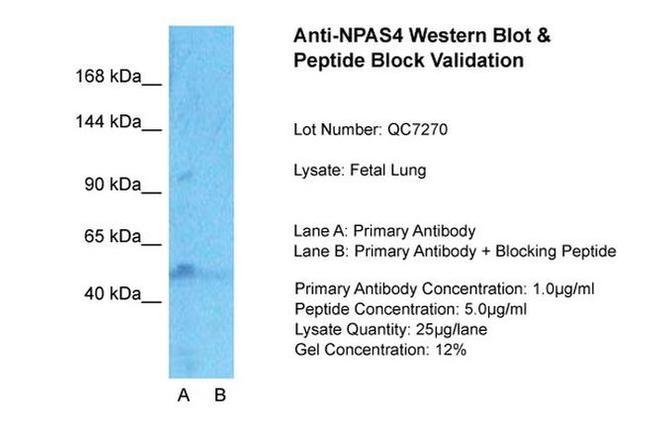 NPAS4 Antibody in Western Blot (WB)