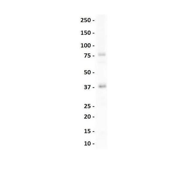 Nkx2.3 Antibody in Western Blot (WB)