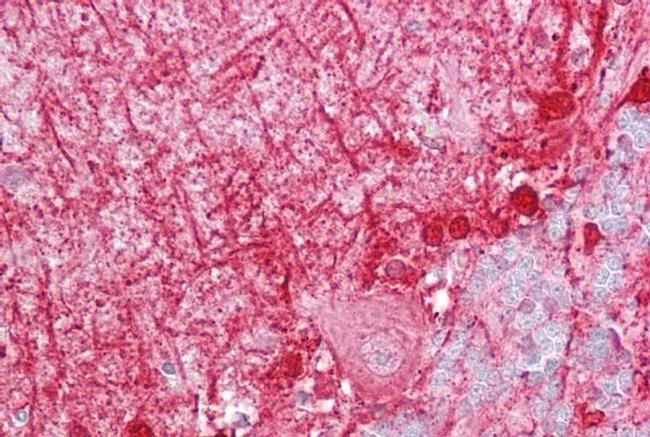 Diazepam Binding Inhibitor Antibody in Immunohistochemistry (IHC)