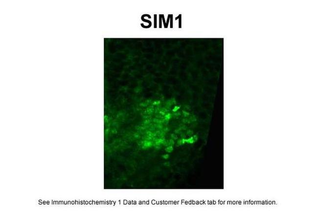 SIM1 Antibody in Immunohistochemistry (IHC)