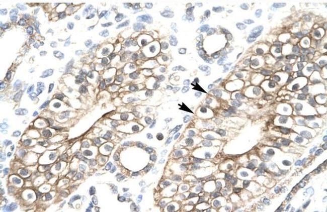 MEAF6 Antibody in Immunohistochemistry (IHC)