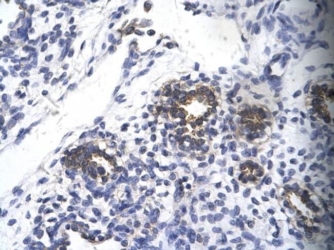 RPS16 Antibody in Immunohistochemistry (Paraffin) (IHC (P))