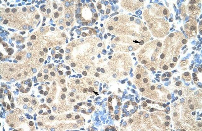 MORF4L2 Antibody in Immunohistochemistry (IHC)