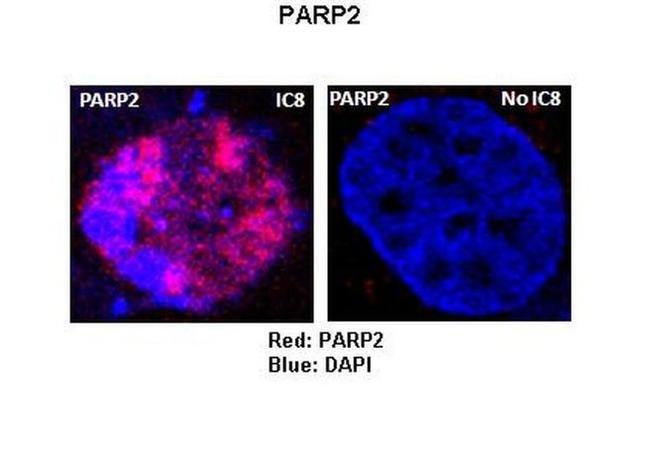 PARP2 Antibody in Immunocytochemistry (ICC/IF)