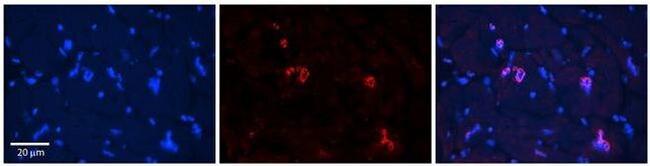 NRF1 Antibody in Immunohistochemistry (Paraffin) (IHC (P))