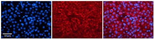 KV3.3 (KCNC3) Antibody in Immunohistochemistry (Paraffin) (IHC (P))