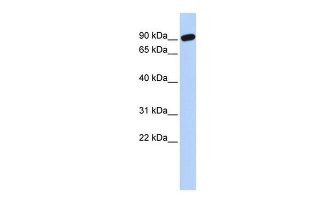 ZNF132 Antibody in Western Blot (WB)