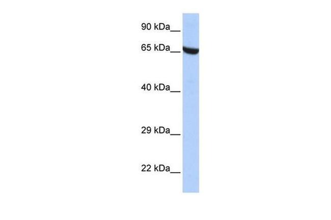 ZNF528 Antibody in Western Blot (WB)