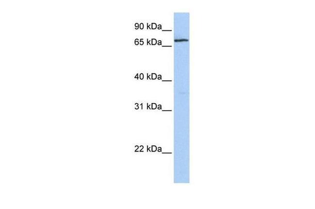 ZNF548 Antibody in Western Blot (WB)