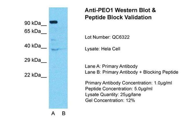 PEO1 Antibody in Western Blot (WB)