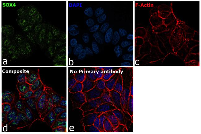 SOX4 Antibody in Immunocytochemistry (ICC/IF)