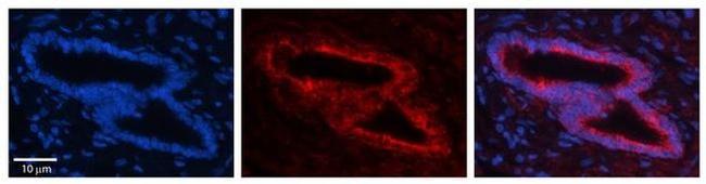 SLBP Antibody in Immunohistochemistry (Paraffin) (IHC (P))