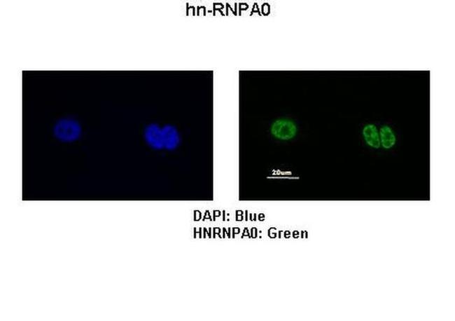 HNRNPA0 Antibody in Immunocytochemistry (ICC/IF)