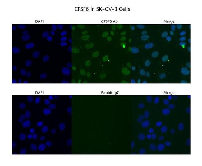 CPSF6 Antibody in Immunocytochemistry (ICC/IF)