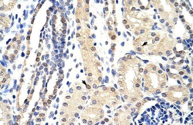 EXOSC3 Antibody in Immunohistochemistry (Paraffin) (IHC (P))