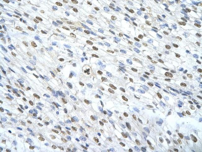 MATR3 Antibody in Immunohistochemistry (Paraffin) (IHC (P))