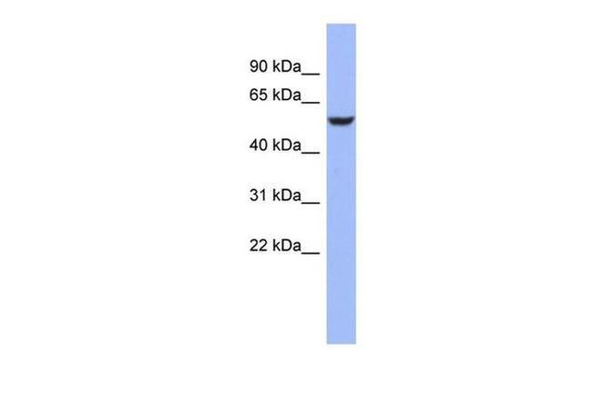 BRUNOL4 Antibody in Western Blot (WB)