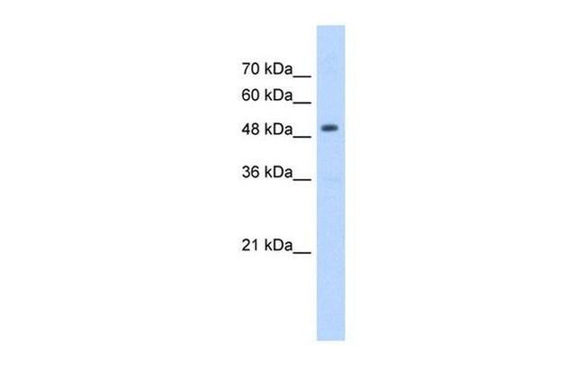 HMGCS2 Antibody in Western Blot (WB)